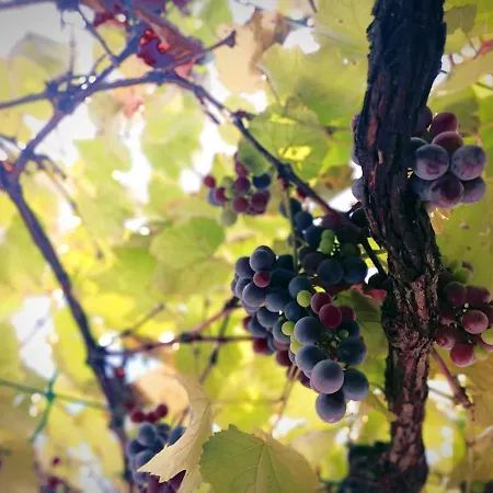 La Casa Sul Tetto, Room's & Glamping