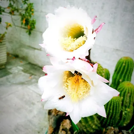 Bed and breakfast La Casa Sul Tetto, Room's & Glamping 3*