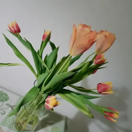 La Casa Sul Tetto, Room's & Glamping 雷卡纳蒂