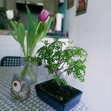 La Casa Sul Tetto, Room's & Glamping