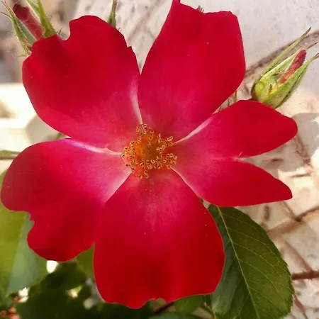 住宿加早餐酒店 La Casa Sul Tetto, Room's & Glamping 3*